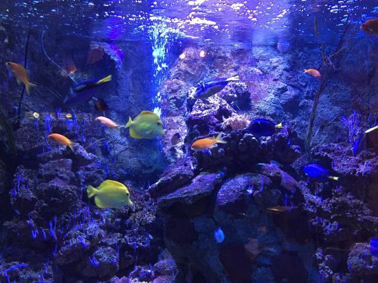 SEA LIFE Centre Scheveningen